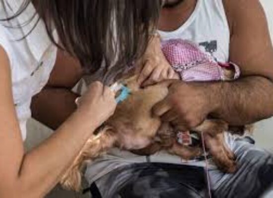 Vacinação antirrábica chega nesta quarta-feira a mais quatro bairros de Itabuna