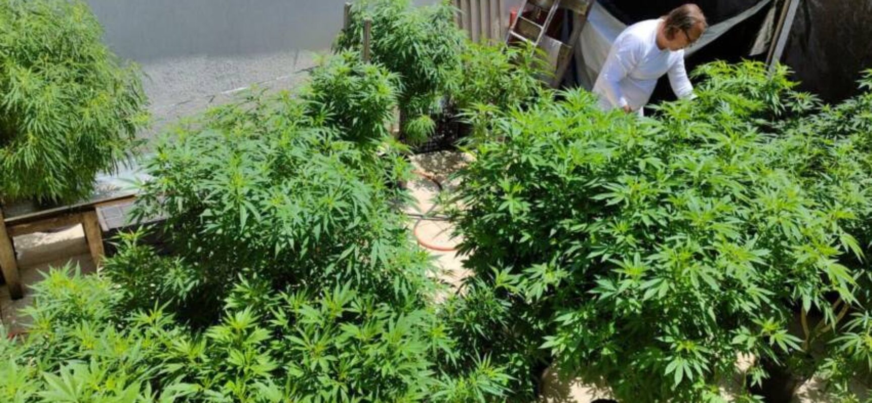 Especialistas discutem formas de melhorar acesso à cannabis medicinal