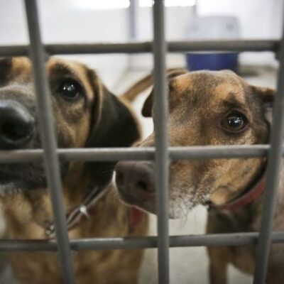 Comissão aprova projeto que garante tarifa social de água para abrigos de proteção animal