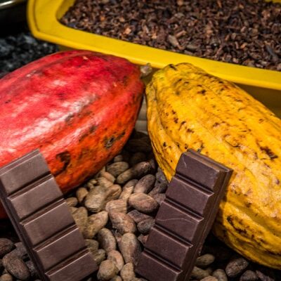 Na ExpoCacau, Centro de Inovação recebe amostras para concurso e apresenta oportunidades para produtores