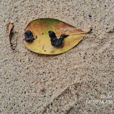 Sesau divulga novo relatório de inspeção em praias de Ilhéus