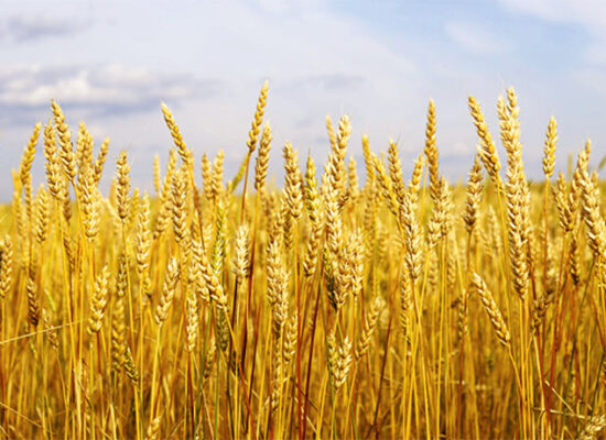 IGREJA UNIVERSAL DO REINO DE DEUS: O critério de Deus para separar o joio do trigo