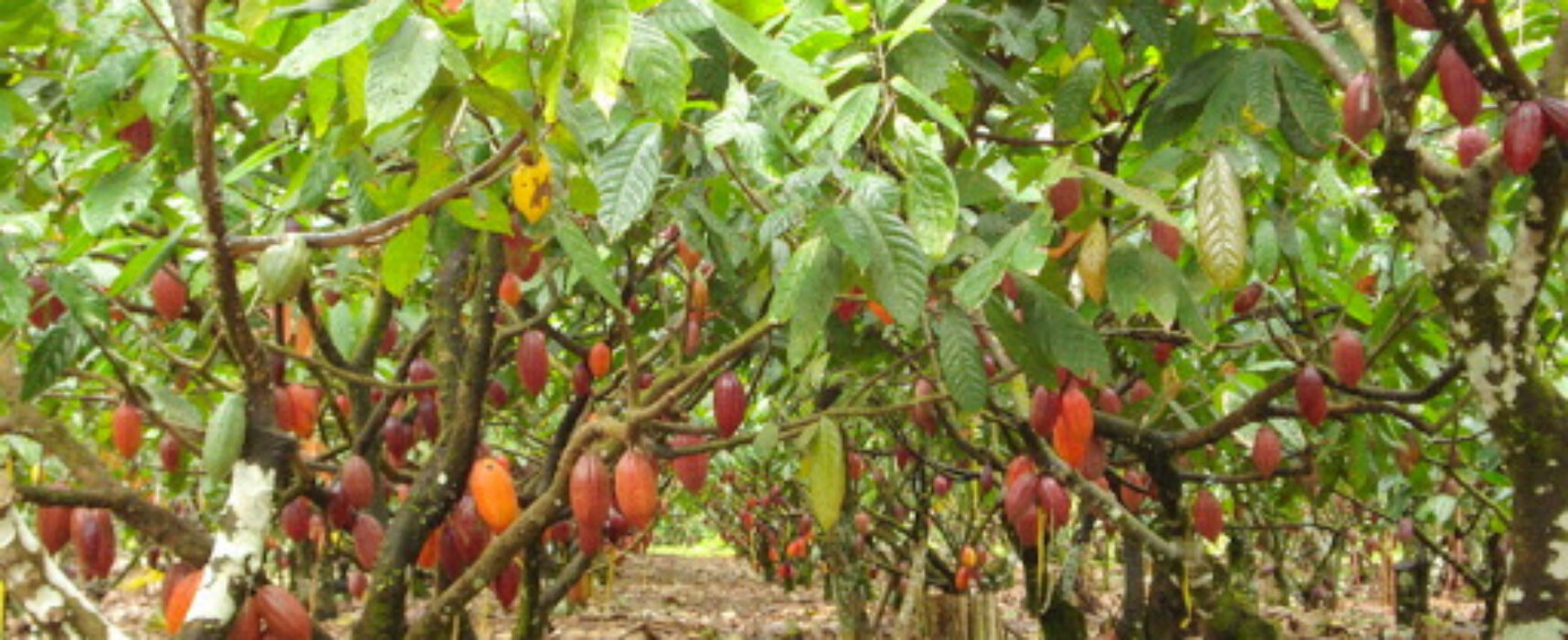 Prefeitura de Itabuna capacita agricultores familiares na técnica da polinização