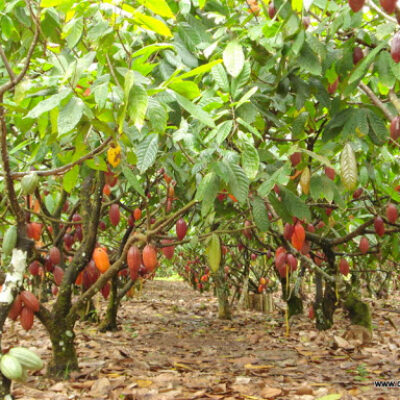 Prefeitura de Itabuna capacita agricultores familiares na técnica da polinização
