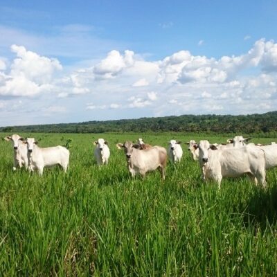 Lula lança programa de recuperação de pastagem antes de ir para COP-28
