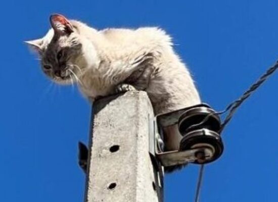 Coelba removeu mais de 110 mil ligações clandestinas na Bahia em 2023