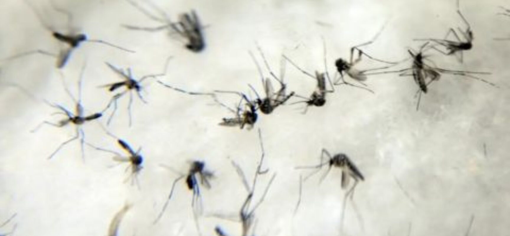 Dengue faz três estados e DF decretarem situação de emergência