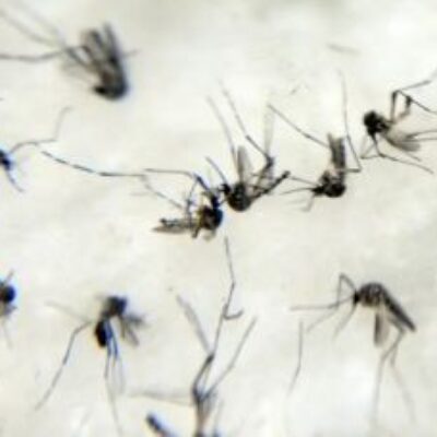 Dengue faz três estados e DF decretarem situação de emergência