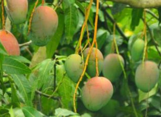 Fruticultura baiana se destaca no cenário nacional e movimenta R$ 1.3 bilhão