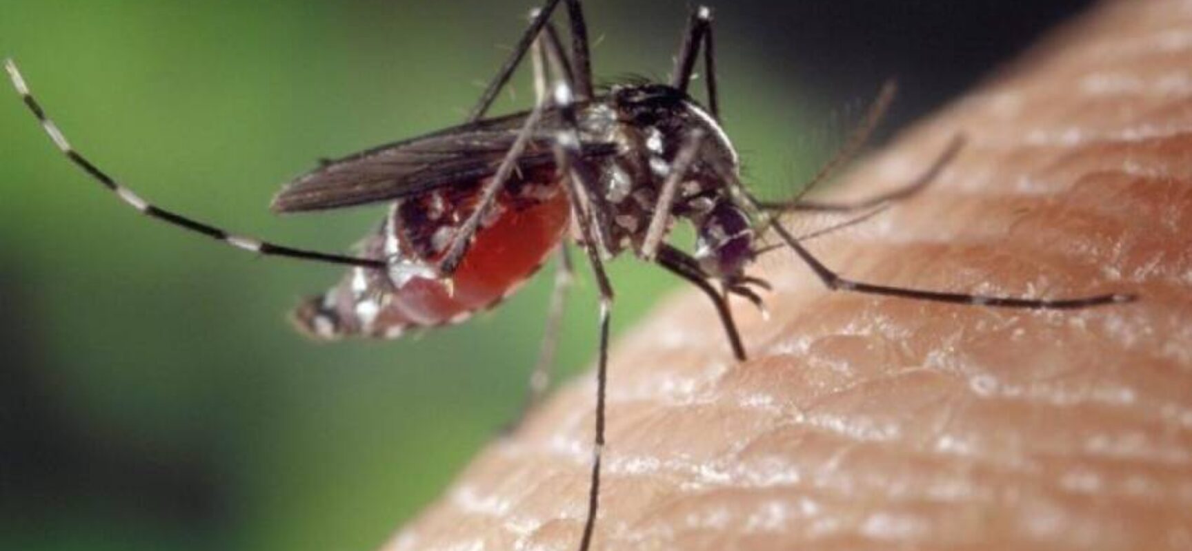 Busca por repelentes cresce 400% com surto de Dengue durante o Carnaval