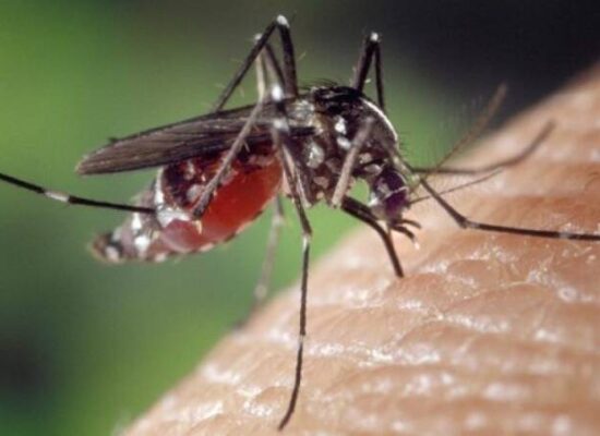 Busca por repelentes cresce 400% com surto de Dengue durante o Carnaval