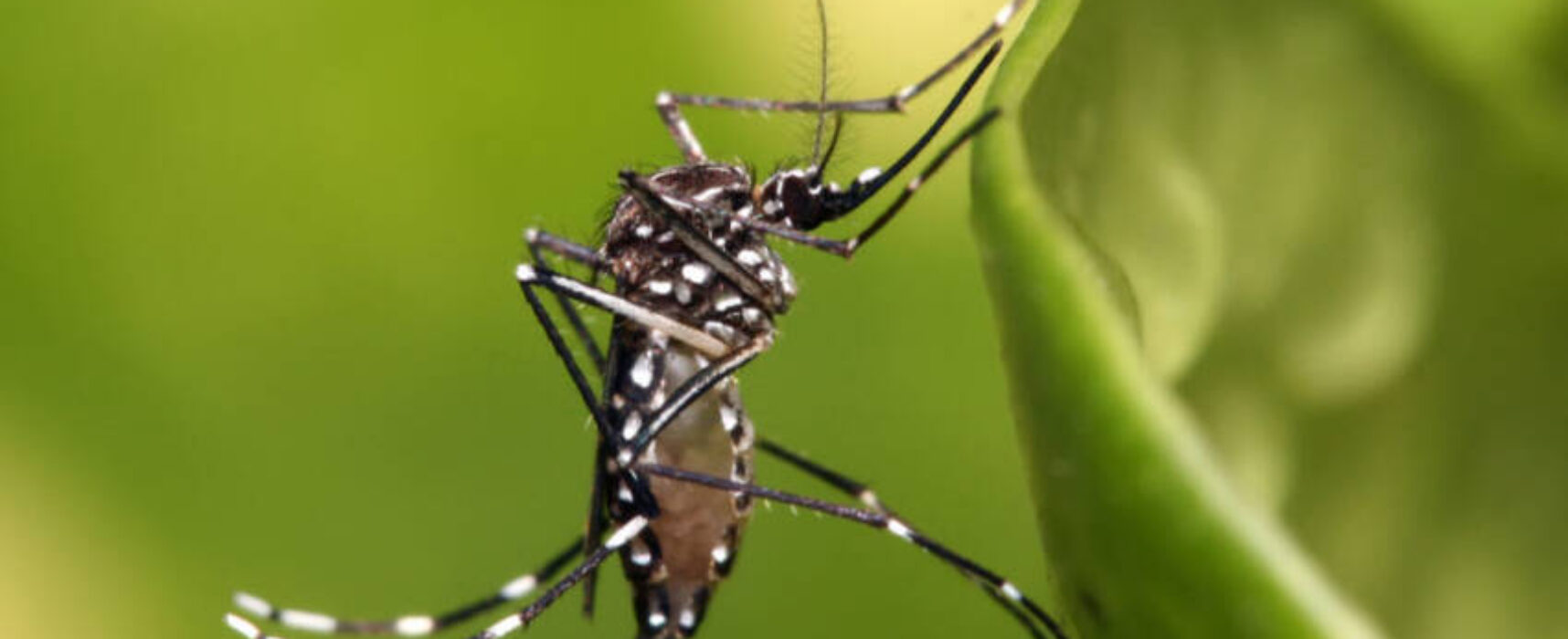 Dengue: Américas podem registrar pior surto da história, alerta Opas