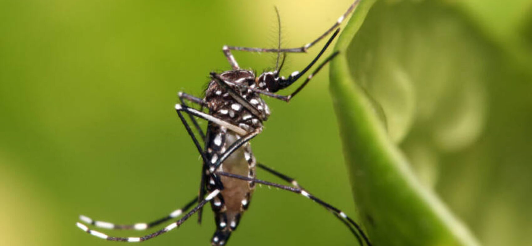 Dengue: Américas podem registrar pior surto da história, alerta Opas