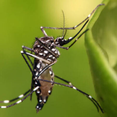 Dengue: Américas podem registrar pior surto da história, alerta Opas