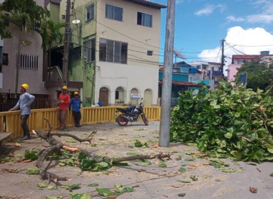 EDERJÚNIOR: Via laudo emitido pela Defesa Civil, é feito supressão de árvore no Outeiro