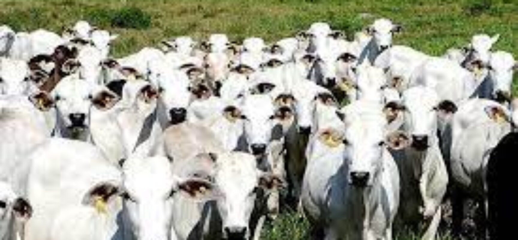 Suspeito de furtar gado é preso em Feira de Santana