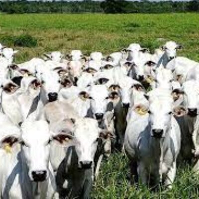 Suspeito de furtar gado é preso em Feira de Santana