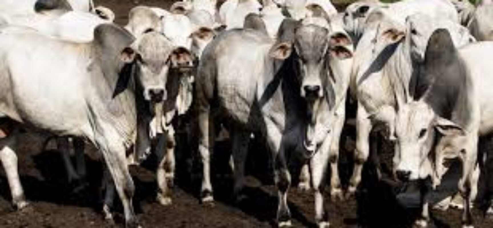 Bahia divulga a última campanha de vacinação contra Febre Aftosa no Estado