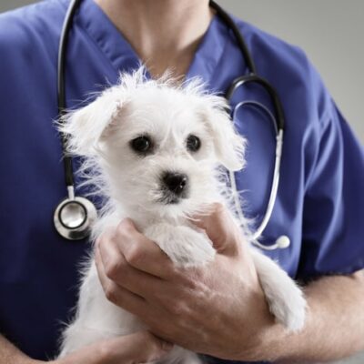 Comissão aprova projeto que destina 5% de multas ambientais para castrar animais