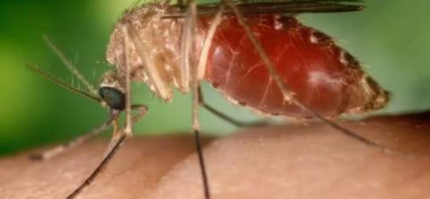Sobe para 628 os casos confirmados da Febre Oropouche na Bahia