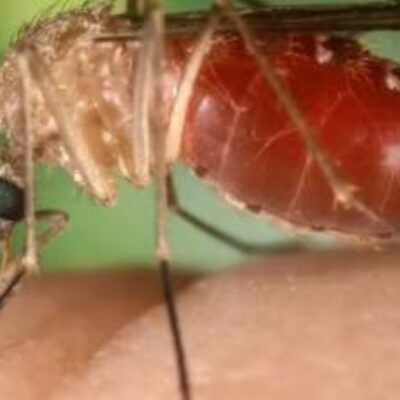 Sobe para 628 os casos confirmados da Febre Oropouche na Bahia