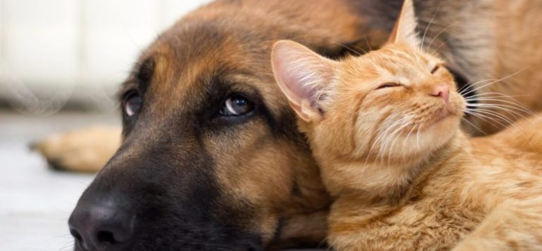 Comissão aprova projeto que inclui no Censo a coleta de dados sobre animais domésticos