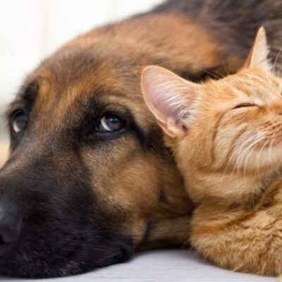 Comissão aprova projeto que inclui no Censo a coleta de dados sobre animais domésticos