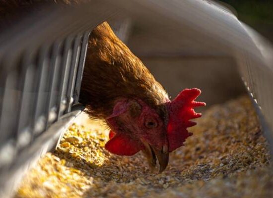 Após caso de doença de Newcastle no RS, Brasil suspende exportação de carne de aves para 44 países