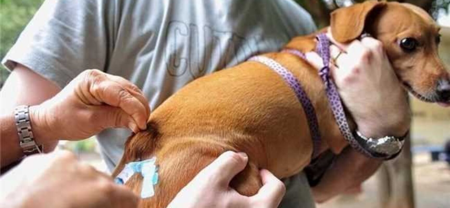 *Ilhéus reforça a Saúde Animal e Pública com a Campanha Antirrábica 2024*