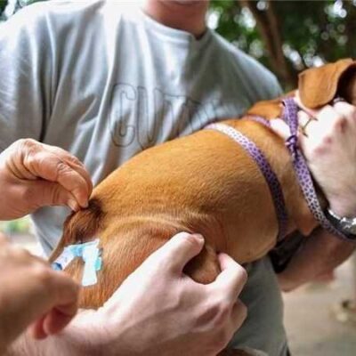 *Ilhéus reforça a Saúde Animal e Pública com a Campanha Antirrábica 2024*