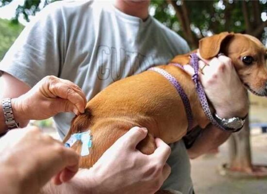 *Ilhéus reforça a Saúde Animal e Pública com a Campanha Antirrábica 2024*