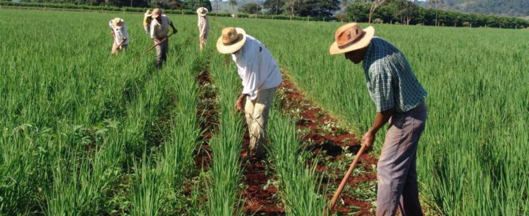 28 de Julho – Dia do Agricultor / EDERJÚNIOR Parabeniza o Homem do Campo