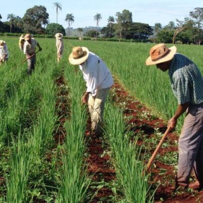 28 de Julho – Dia do Agricultor / EDERJÚNIOR Parabeniza o Homem do Campo