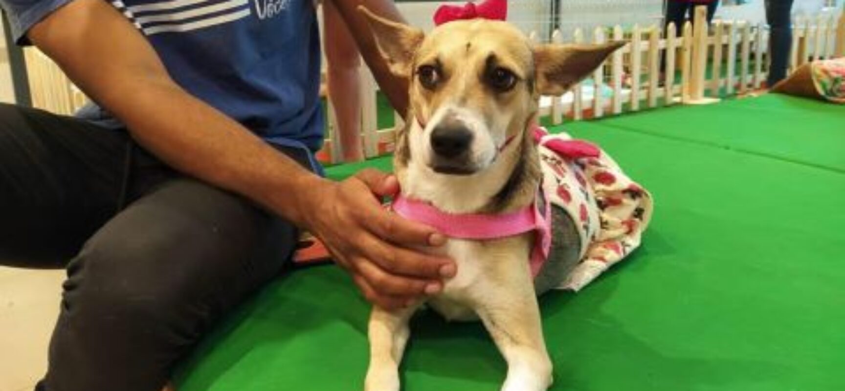 Mercado PET deve faturar R$ 76,3bi este ano, metade só com alimentos