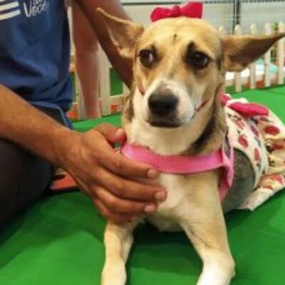 Mercado PET deve faturar R$ 76,3bi este ano, metade só com alimentos