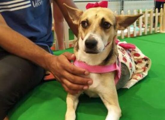 Mercado PET deve faturar R$ 76,3bi este ano, metade só com alimentos