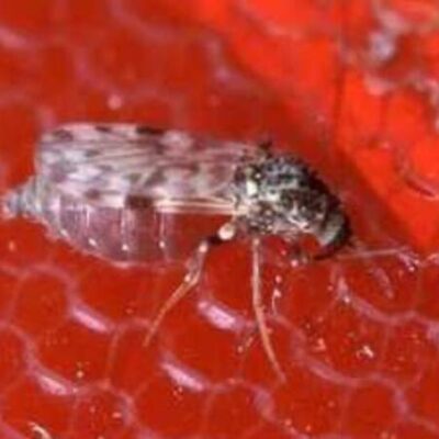Brasil é primeiro país do mundo a registrar mortes por oropouche