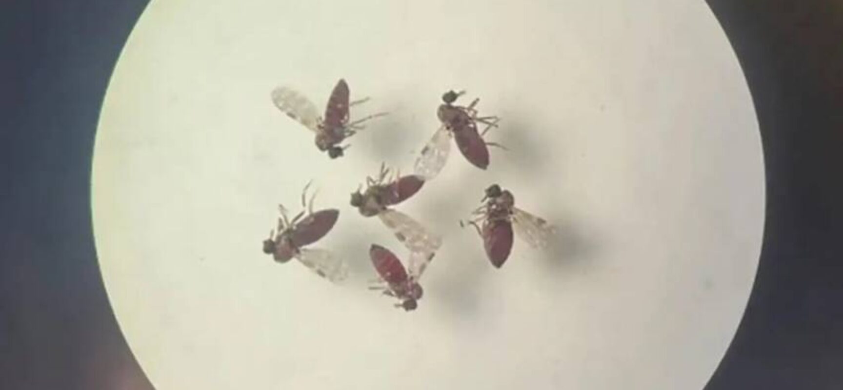 Oropouche avança e atinge 21 estados no Brasil