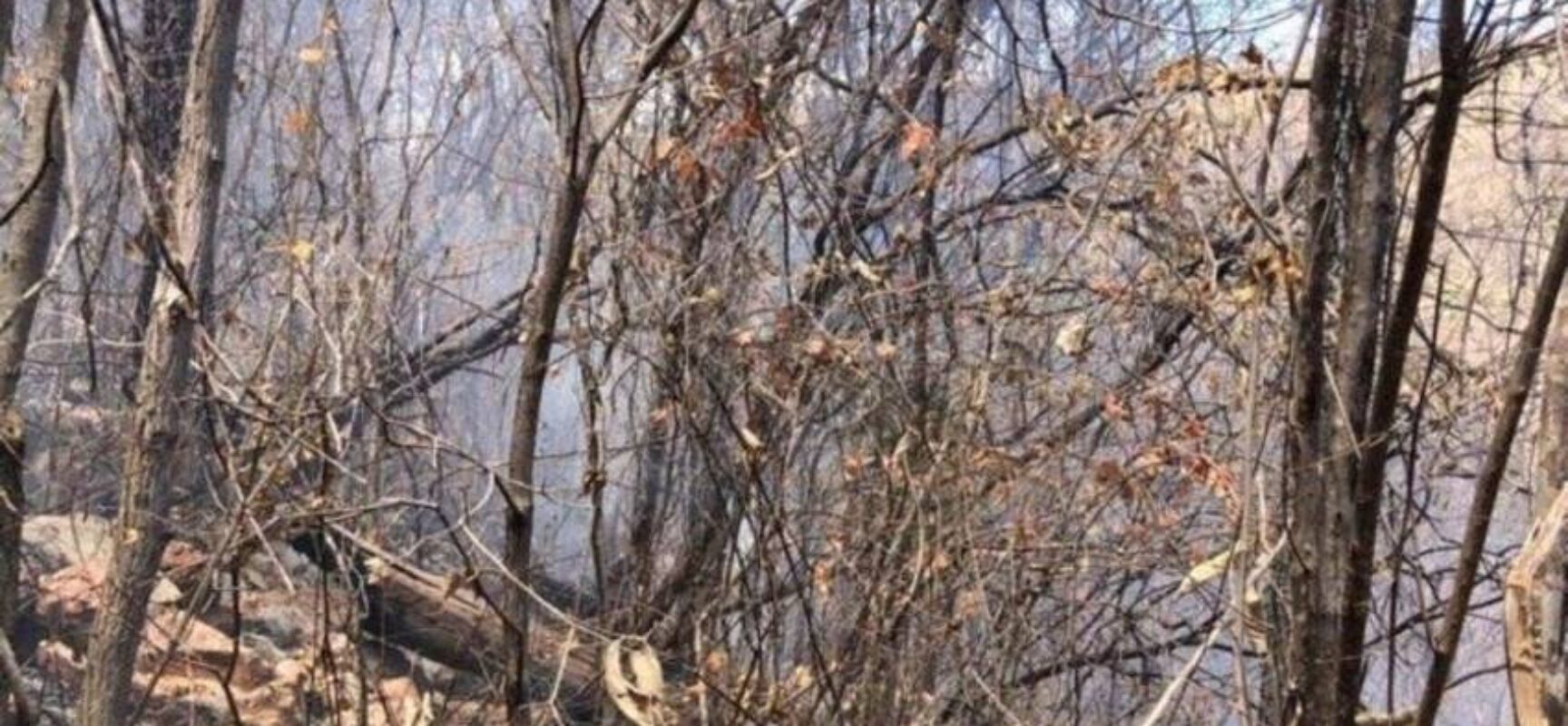Comandante do Corpo de Bombeiros explica que queimadas na Bahia são causadas por descuido e ação da natureza
