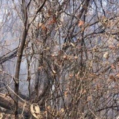 Comandante do Corpo de Bombeiros explica que queimadas na Bahia são causadas por descuido e ação da natureza