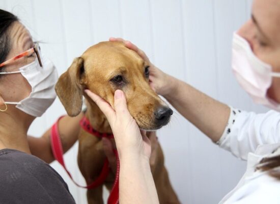 CÂMARA DE ILHÉUS: Pauta Sessão ordinária – quarta-feira, dia 13