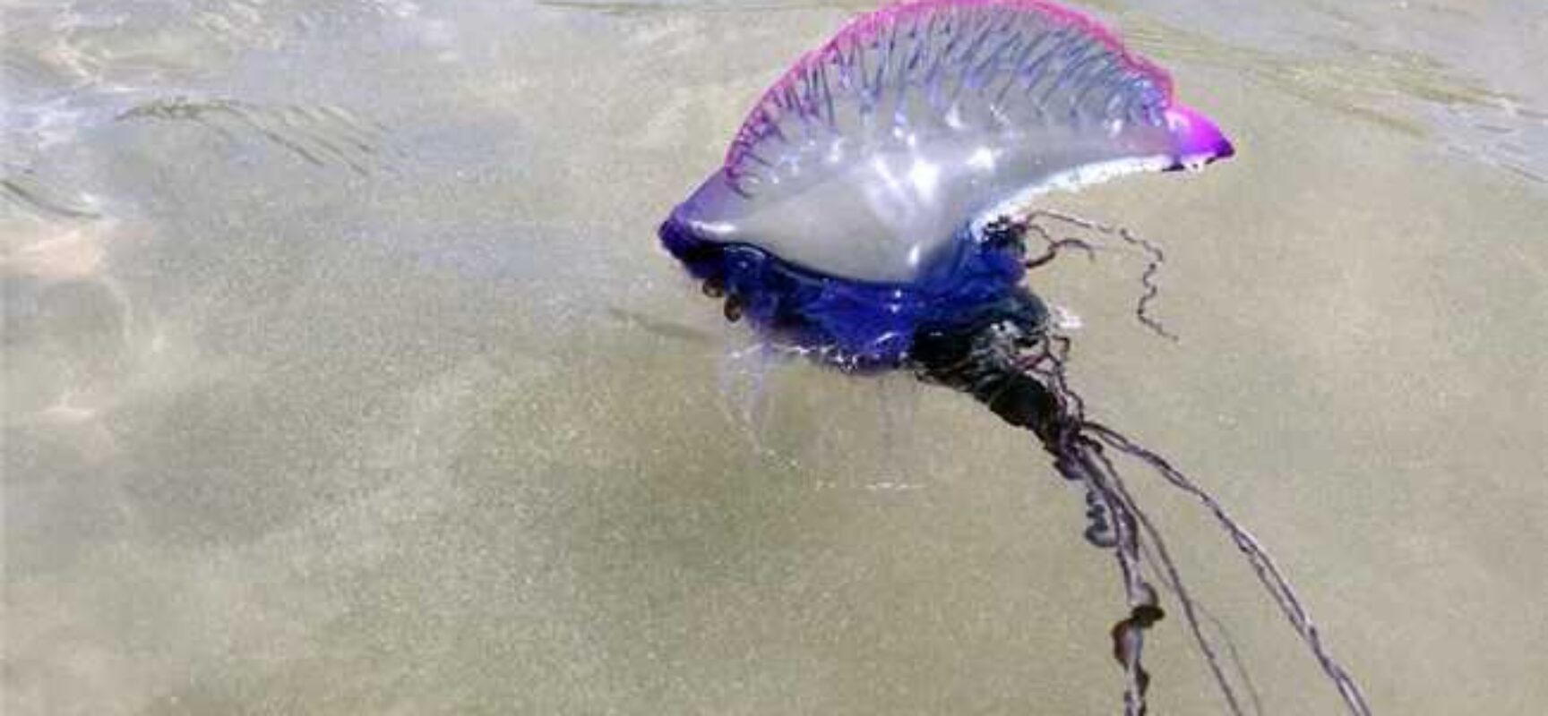 Secretaria de Saúde orienta sobre riscos de águas-vivas no litoral de Ilhéus