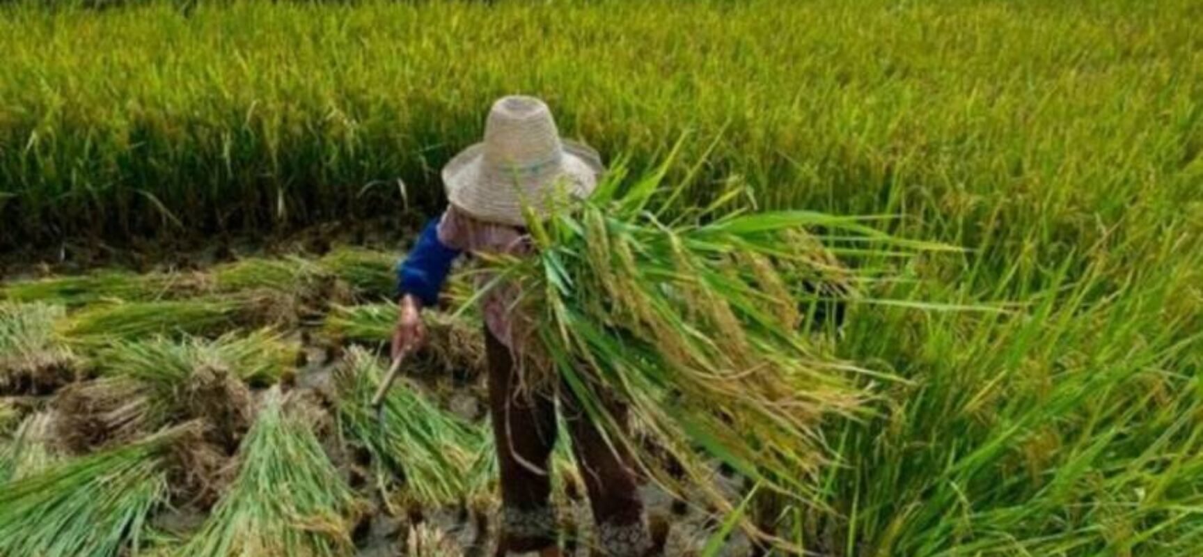 Trabalho análogo à escravidão: dados mostram que 82,6% das vítimas são negras