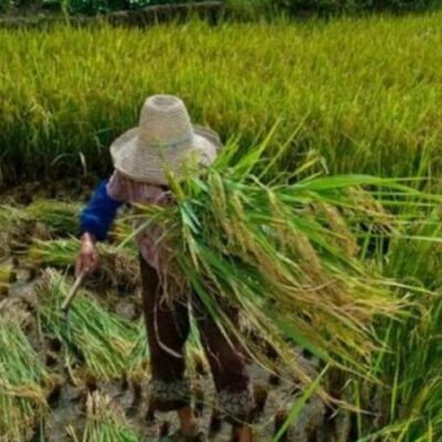 Trabalho análogo à escravidão: dados mostram que 82,6% das vítimas são negras