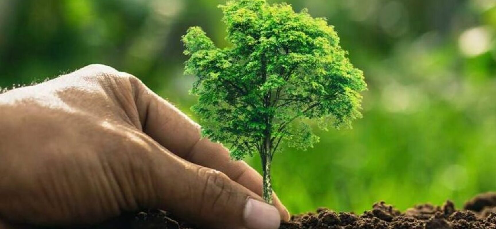 *EDERJÚNIOR RATIFICA ATENÇÃO A DEMANDA DE ARBORIZAÇÃO EM ÁREAS URBANAS DA CIDADE*