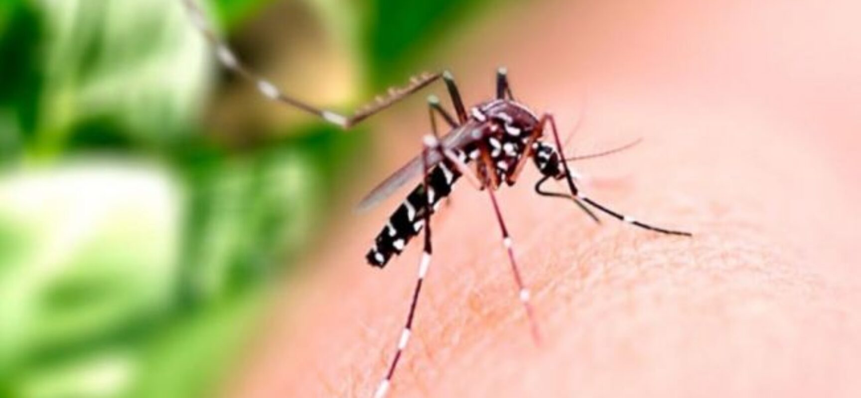 ILHÉUS: Vereador Ederjúnior preocupado com o avanço assustador da Dengue neste verão