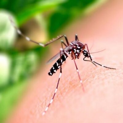 ILHÉUS: Vereador Ederjúnior preocupado com o avanço assustador da Dengue neste verão