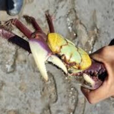 Defeso do Caranguejo-Uçá 2024-2025: Inema divulga medidas para preservação e combate à pesca ilegal