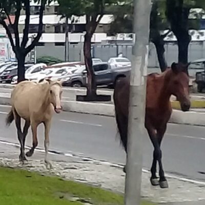 *Prefeitura adotará medidas rigorosas para apreensão de animais nas vias públicas de Itabuna*