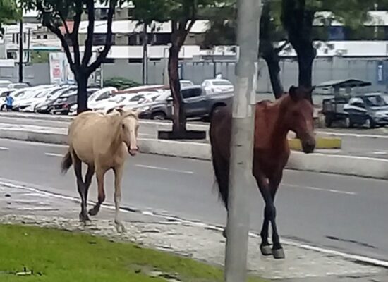 *Prefeitura adotará medidas rigorosas para apreensão de animais nas vias públicas de Itabuna*